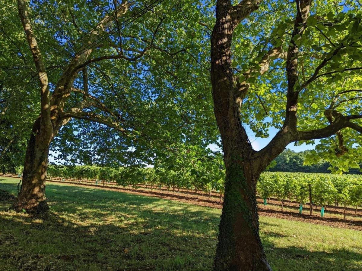 Gite Charmant Au Coeur D'Un Chateau Historique Avec Parc, Proche De Cognac, Ideal Famille Et Nature - Fr-1-653-167 Cherves-de-Cognac エクステリア 写真